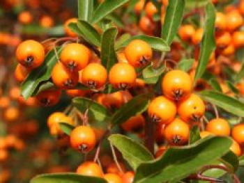 Feuerdorn 'Orange Glow', 100-125 cm, Pyracantha coccinea 'Orange Glow', Containerware