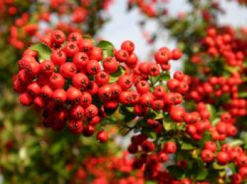 Feuerdorn 'Red Column', 100-150 cm, Pyracantha coccinea 'Red Column', Containerware