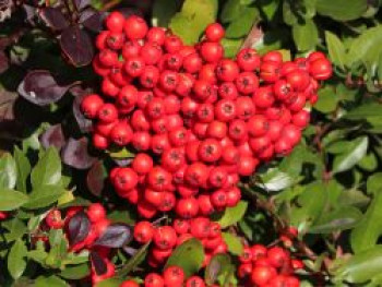 Feuerdorn 'Red Cushion', 20-30 cm, Pyracantha 'Red Cushion', Containerware