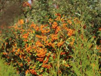 Feuerdorn 'Saphyr Orange'  ®, 100-125 cm, Pyracantha 'Saphyr Orange'  ®, Containerware