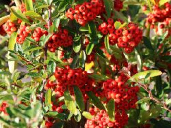 Feuerdorn 'Saphyr Rouge' ®, 100-125 cm, Pyracantha 'Saphyr Rouge' ®, Containerware