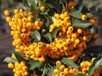 Feuerdorn 'Soleil d'Or', 100-125 cm, Pyracantha coccinea 'Soleil d'Or', Containerware