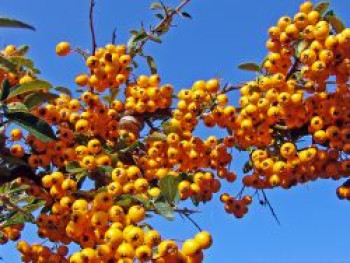 Feuerdorn 'Teton', 10-15 cm, Pyracantha 'Teton', Topfware