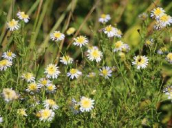 Fiederspaltige Schönaster, Kalimeris pinnatifida var. hortensis, Topfware