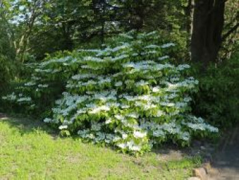 Filziger Japanischer Schneeball, 10-20 cm, Viburnum plicatum var. tomentosum, Topfware