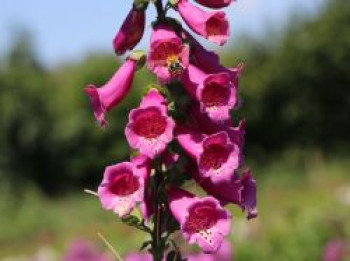 Fingerhut 'Castor Rose', Digitalis purpurea 'Castor Rose', Containerware