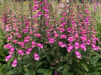 Fingerhut &#8218;Lucas Pink&#8216;, Digitalis purpurea &#8218;Lucas Pink&#8216;, Topfware