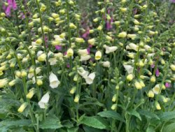 Fingerhut &#8218;Lucas White&#8216;, Digitalis purpurea &#8218;Lucas White&#8216;, Topfware