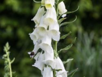 Fingerhut &#8218;Snow Thimble&#8216;, Digitalis purpurea &#8218;Snow Thimble&#8216;, Topfware