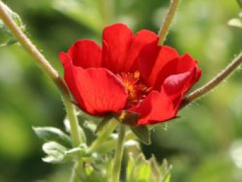 Fingerkraut &#8218;Gibson&#8217;s Scarlet&#8216;, Potentilla atrosanguinea &#8218;Gibson&#8217;s Scarlet&#8216;, Topfware