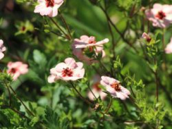 Fingerkraut &#8218;Hopwoodiana&#8216;, Potentilla x cultorum &#8218;Hopwoodiana&#8216;, Topfware