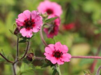 Fingerkraut &#8218;Miss Willmott&#8216;, Potentilla nepalensis &#8218;Miss Willmott&#8216;, Topfware