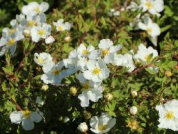 Fingerstrauch &#8218;Abbotswood&#8216;, 20-30 cm, Potentilla fruticosa &#8218;Abbotswood&#8216;, Containerware