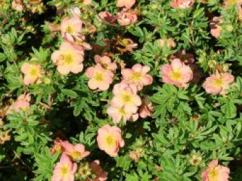 Fingerstrauch 'Bella Apple', Potentilla fruticosa 'Bella Apple', Topfware