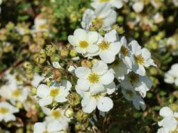 Fingerstrauch 'Bella Bianca', 20-30 cm, Potentilla fruticosa 'Bella Bianca', Containerware