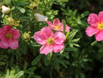 Fingerstrauch 'Bellissima' ®, 30-40 cm, Potentilla fruticosa 'Bellissima' ®, Containerware