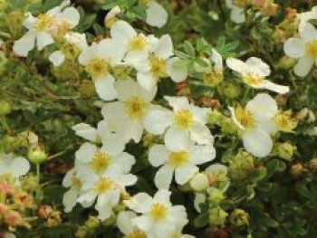 Fingerstrauch 'Eisprinzessin', 10-20 cm, Potentilla fruticosa 'Eisprinzessin', Topfware