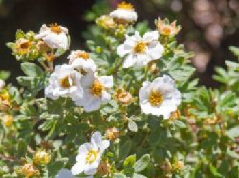 Fingerstrauch FIRST EDITIONS ® 'Crème Brûlée', Potentilla fruticosa FIRST EDITIONS ® 'Crème Brûlée', Topfware