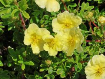 Fingerstrauch FIRST EDITIONS ® 'Lemon Meringue', Potentilla fruticosa FIRST EDITIONS ® 'Lemon Meringue', Topfware