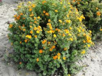 Fingerstrauch FIRST EDITIONS ® 'Mandarin Tango', Potentilla fruticosa FIRST EDITIONS ® 'Mandarin Tango', Topfware