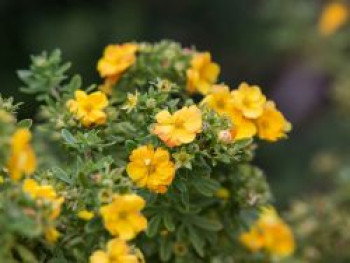 Fingerstrauch FIRST EDITIONS ® 'Marmalade', Potentilla fruticosa FIRST EDITIONS ® 'Marmalade', Topfware