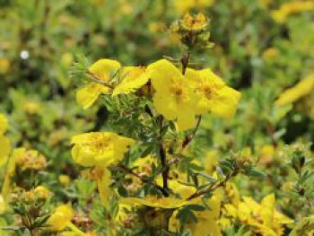 Fingerstrauch / Potentille &#8218;Goldstar&#8216;, 20-30 cm, Potentilla fruticosa &#8218;Goldstar&#8216;, Containerware