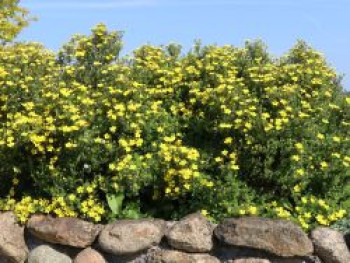 Fingerstrauch  &#8218;Goldteppich&#8216; /  &#8218;Goldkissen&#8216;, 20-30 cm, Potentilla fruticosa &#8218;Goldteppich&#8216; / &#8218;Goldkissen&#8216;, Containerware