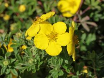 Fingerstrauch &#8218;Hachmann&#8217;s Gigant&#8216;, 20-30 cm, Potentilla &#8218;Hachmann&#8217;s Gigant&#8216;, Containerware