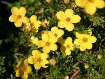 Fingerstrauch &#8218;Kobold&#8216;, 20-30 cm, Potentilla fruticosa &#8218;Kobold&#8216;, Containerware