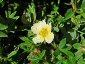 Fingerstrauch 'Limelight', 30-40 cm, Potentilla fruticosa 'Limelight', Containerware