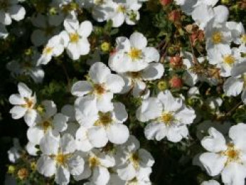 Fingerstrauch &#8218;Manchu&#8216;, 15-20 cm, Potentilla fruticosa &#8218;Manchu&#8216;, Containerware