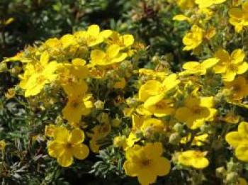 Fingerstrauch / Potentilla, 30-60 cm, Potentilla fruticosa, Topfware