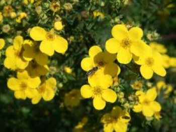 Fingerstrauch / Potentille &#8218;Goldfinger&#8216;, 20-30 cm, Potentilla fruticosa &#8218;Goldfinger&#8216;, Containerware