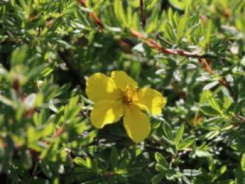 Fingerstrauch / Potentille &#8218;Klondike&#8216;, 20-30 cm, Potentilla fruticosa &#8218;Klondike&#8216;, Containerware