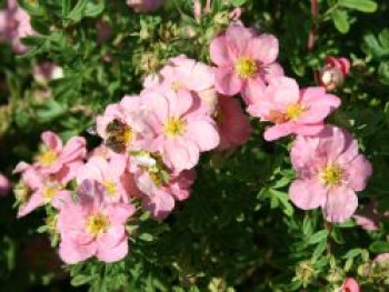 Fingerstrauch / Potentille 'Lovely Pink', 20-30 cm, Potentilla 'Lovely Pink', Containerware