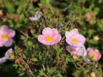 Fingerstrauch &#8218;Princess&#8216; ®, 20-30 cm, Potentilla fruticosa &#8218;Princess&#8216; ®, Containerware