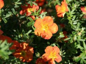 Fingerstrauch 'Red Ace', 15-20 cm, Potentilla fruticosa 'Red Ace', Containerware