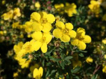 Fingerstrauch &#8218;Sommerflor&#8216;, 20-30 cm, Potentilla fruticosa &#8218;Sommerflor&#8216;, Containerware