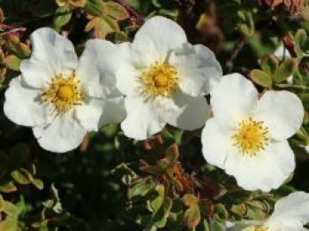 Fingerstrauch 'Tilford Cream', 15-20 cm, Potentilla 'Tilford Cream', Topfware