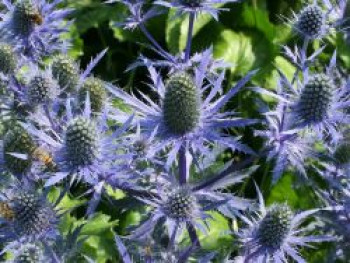 Flachblatt-Mannstreu 'Magical Blue Lagoon', Eryngium planum 'Magical Blue Lagoon', Topfware