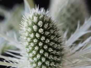Flachblatt-Mannstreu 'Magical White Lagoon', Eryngium planum 'Magical White Lagoon', Topfware