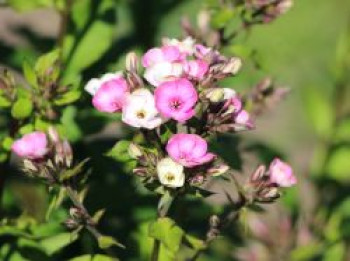 Flammenblume 'Aureole', Phlox paniculata 'Aureole', Topfware