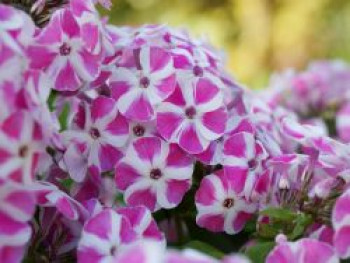 Flammenblume &#8218;Bambini Candy Crush&#8216;, Phlox paniculata &#8218;Bambini Candy Crush&#8216;, Topfware