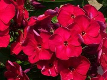 Flammenblume 'Bambini Cherry Crush', Phlox paniculata 'Bambini Cherry Crush', Topfware