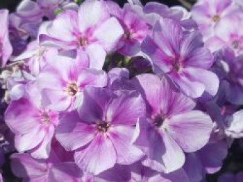 Flammenblume 'Bambini Lucky Lilac', Phlox paniculata 'Bambini Lucky Lilac', Topfware