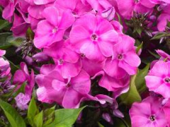 Flammenblume 'Bambini Primadonna', Phlox paniculata 'Bambini Primadonna', Topfware