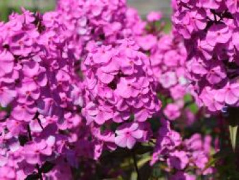 Flammenblume &#8218;Magnificense&#8216;, Phlox maculata &#8218;Magnificense&#8216;, Topfware