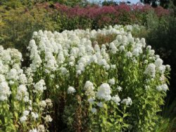 Flammenblume &#8218;Mrs Lingard&#8216;, Phlox maculata &#8218;Mrs Lingard&#8216;, Topfware