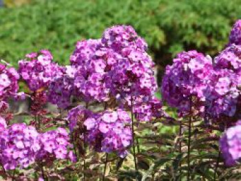 Flammenblume 'Olympus' ®, Phlox paniculata 'Olympus' ®, Containerware