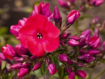 Flammenblume 'Red Flame', Phlox paniculata 'Red Flame', Topfware